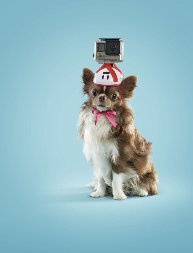 Zimmo-DOG-main